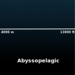 Pelagic zone