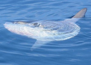 The Ocean Sunfish has a highly modified dorsal fin