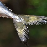 Finlets