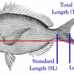 Length