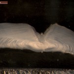 Otolith