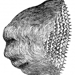 Ctenoid scales