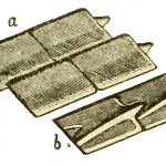 Ganoid scales