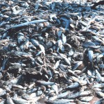Bycatch