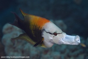 A Slingjaw Wrasse is an extreme example of a teleost's protrusible jaw
