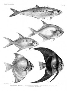 Ichthyology is the study of fishes