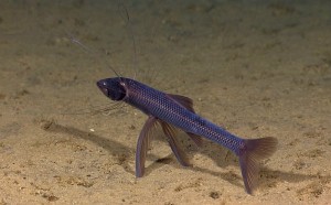Tripod fish use the benthic zone to feed