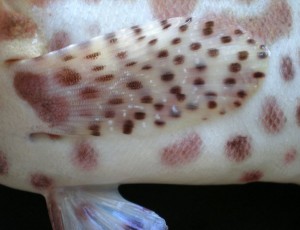 Pectoral fins are on the sides of the body