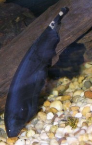 Knifefish use their elongated anal fin for locomotion