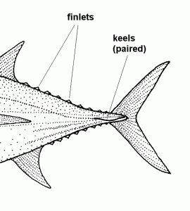 Finlets are found behind dorsal and anal fins
