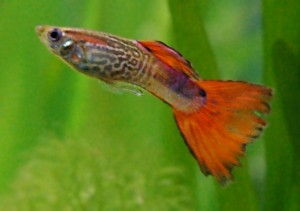Male guppies have specialized pelvic fins