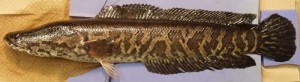 Snakeheads are invasive to the Potomac River