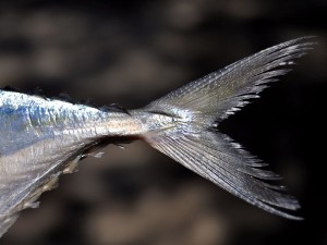 A narrow caudal peduncle is common in fast, far-ranging fish