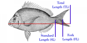 Fish length can be measured by standard, fork, or total length