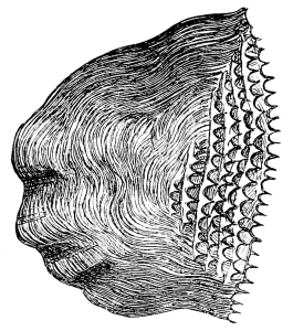 Ctenoid scales are characterized by small teeth on their posterior margin