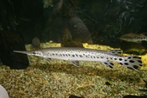 Spotted Gar have ganoid scales