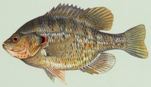 The Redear Sunfish is known for its conspicuous operculum
