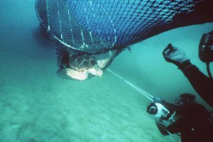 TEDs significantly reduce turtle bycatch