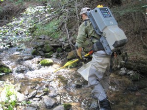 Electrofishing is a survey technique that stuns fish in freshwater