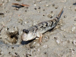 Fish out of water!  Mudskippers have a very unique habitat