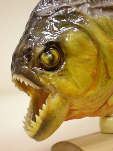 This piranha may look scary, but when it's scared, it will release Schreckstoff