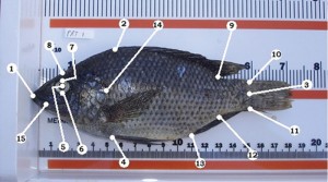 Meristic and morphometric traits are used to identify fish