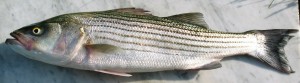 Striped bass are anadromous fish that migrate between fresh and salt water every year to spawn