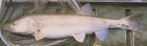 The endangered Colorado Pikeminnow migrates long distances only in fresh water.