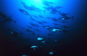 Atlantic Bluefina Tuna are an example of an oceanodromous fish which is highly migratory but only lives in salt water.