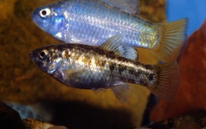 Desert Pupfish are eurythermic, surviving in temperatures ranging from function in waters from 4º to 45ºC (Paul V. Loiselle).
