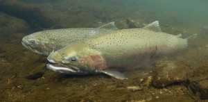Thoughout their lives, Steelhead's internal temperature varies considerably (NPS).