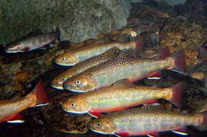 Brook Trout can only survive in a narrow band of temperatures (FWS).
