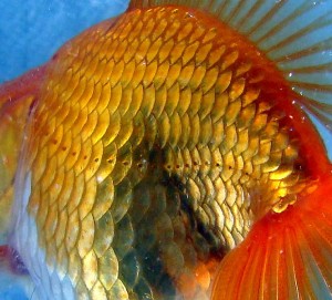This goldfish uses its lateral line to orient upright in the water e(Pogrebnoj Alexandroff)