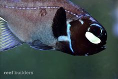 Photophores from a Splitfih Flashlight fish can be seen from 100 ft away!