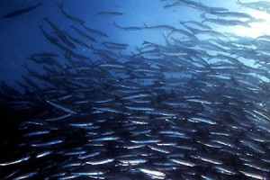 Herring inflate their swim bladders by "gulping" air and deflate them by "burping" or "farting." (gma.org)