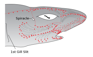 Ampullae of Lorenzini, shown in red, are a network of electroreceptors which can detect electrical impulses from other organisms in water.