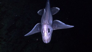 The ampullae of Lorenzini on this chimera are the two rows of dots on its snout (NOAA)