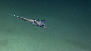 Chimaeras are a predominately deep sea branch of elasmobranchs with most found deeper than 200m (NOAA).