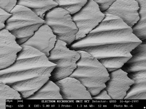 While these Great White placoid denticles may look like scales, they are actually modified teeth (Trevor Sewell/Electron Microscope Unit, University of Cape Town).