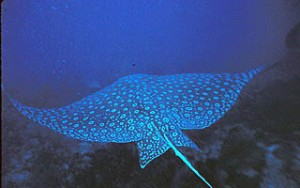 Spotted Eagle Rays are a member of the catilaginous subclass Elasmobranchii along with other rays, sharks, and sawfishes (NOAA).