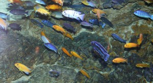 Cichlids have radiated in the lotic environment of Lake Victoria.