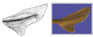 The heterocercal tail of a shark is a caudal fin with unequal lobes.
