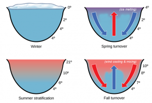 Dimictic lakes commonly have turnover in spring and fall with stratification in summer and winter (Nature Times).
