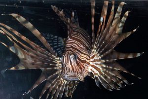 Lionfish are non-native and invasive to the Caribbean Sea.