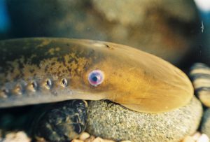 Sea lamprey are non-native to the Laurentian Great Lakes.
