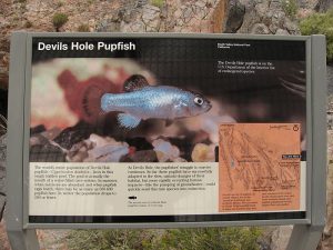 Devil's Hole Pupfish is endemic to Devil's Hole, Nevada.
