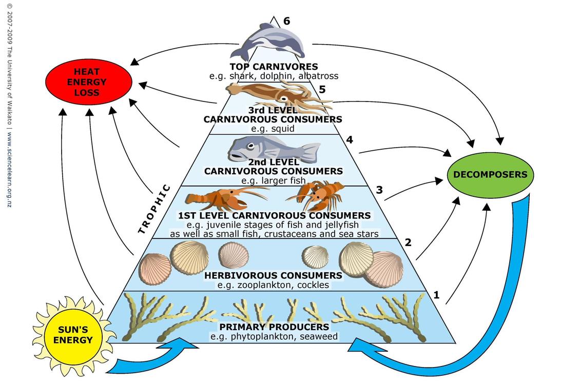 Trophic Levels Fishionary